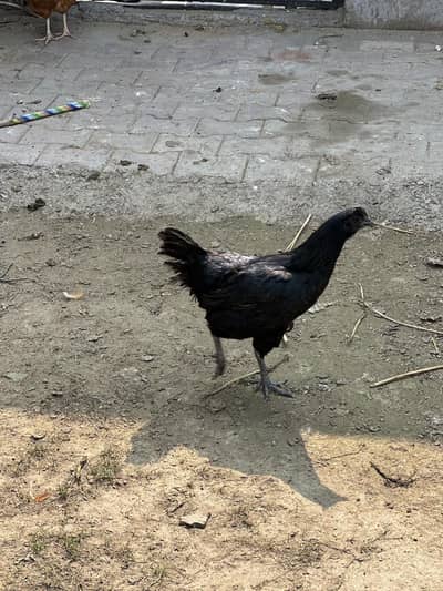 Ayam Cemani For Sale Contact no “03007424178”