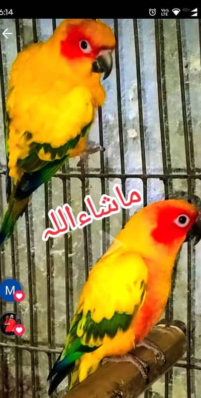 Sun conure Breeder Pair with DNA & Yellow Chick