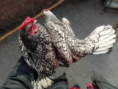 silver sebrite helti and save hen