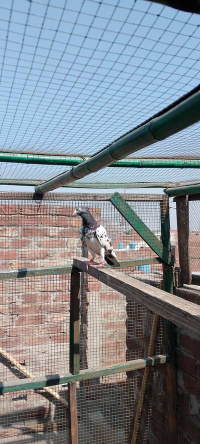 Teddy Patti patthy for sale