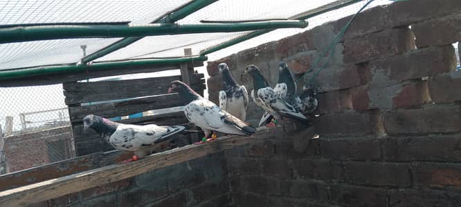 Teddy Patti patthy for sale