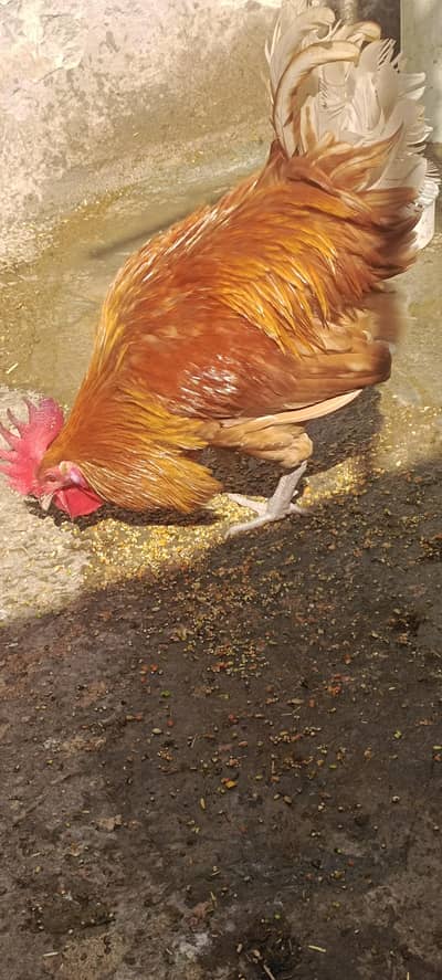 Golden Masri Murga for Sale – Healthy – 2kg