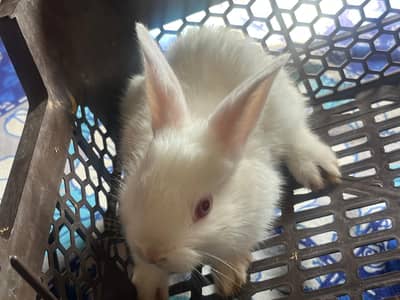 Red eyes rabbits