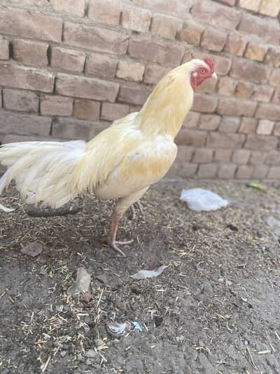 Aseel murghi breeder made