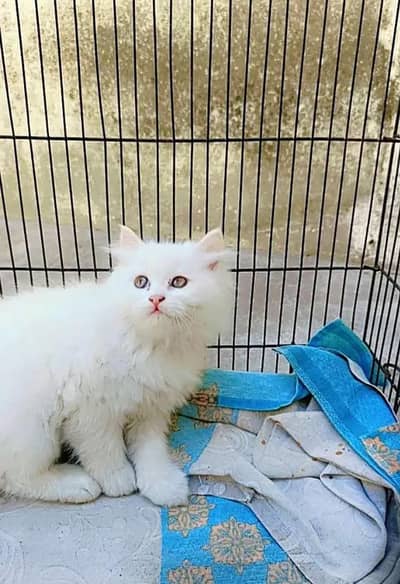 Persian female kitten for sale My WhatsApp number 03 25 022 67 56