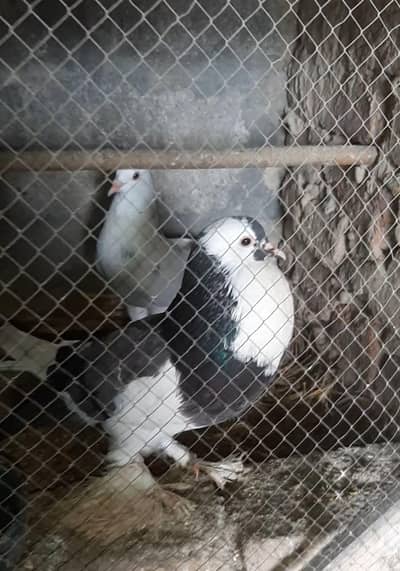 gubara madi & cross male pair