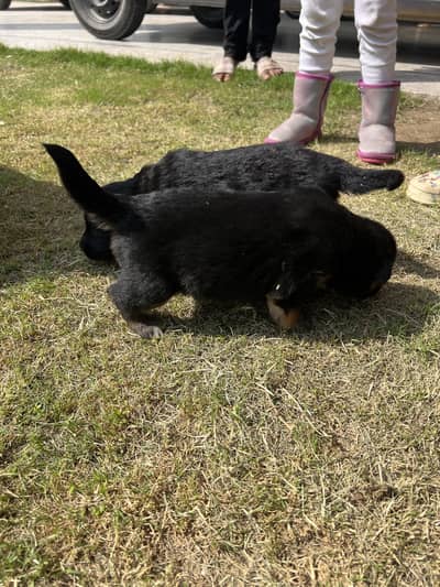 GERMAN SHEPARD PUPPIES FOR SALE