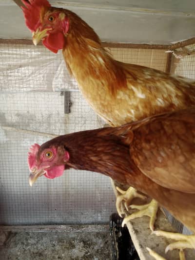 Aseel hens ||desi hens ||desi chicks ||Desi roster