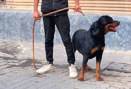 rottweler breeder female