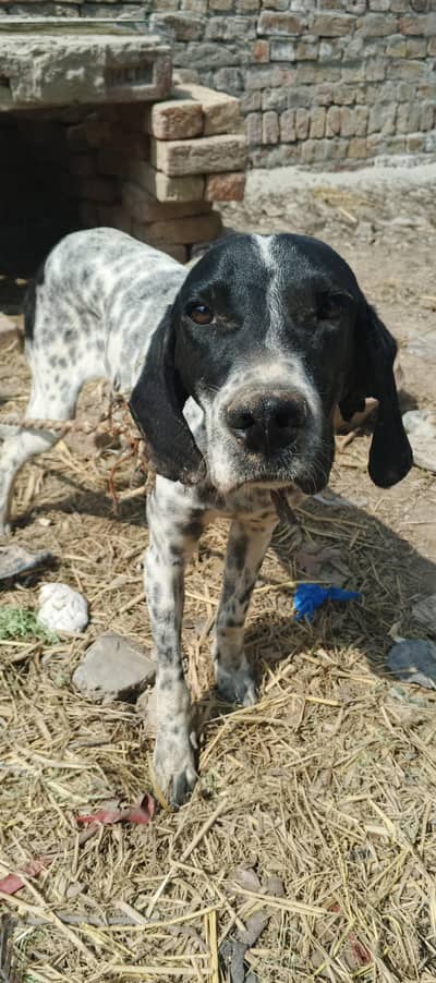 Pointer Dog ready for shikar