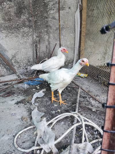 aseel jora he full aseel