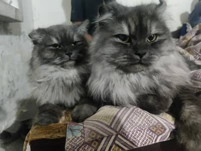 Grey Persian Mix (Punch Face) Kittens Available