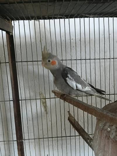 cockatiel chicks available