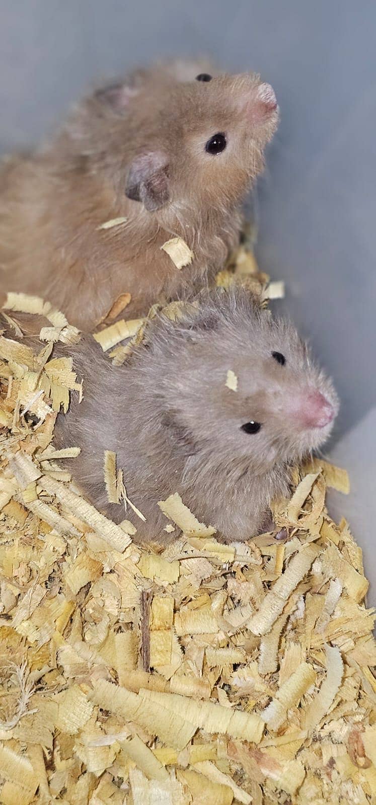Hamster 1