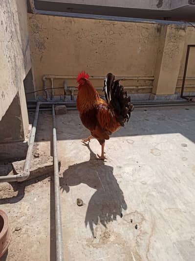 7 Murgi/Female Hen and 1 Murga/Male hen/ Roostefor Sale in Soan garden