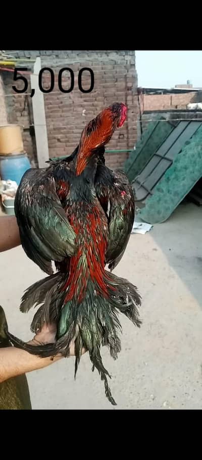 aseel 4murgy rate final fix rate