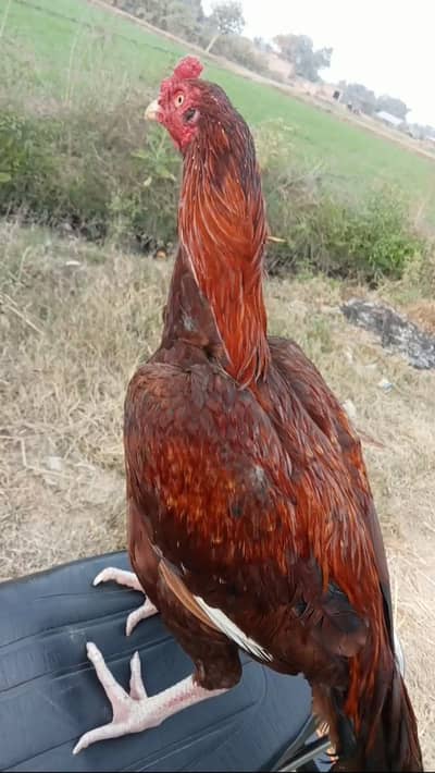 aseel mianwali Murgha