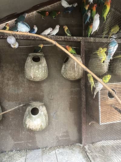 Australian, love birds, cocktail