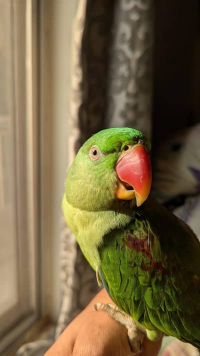 Female Raw parrot Hand tamed
