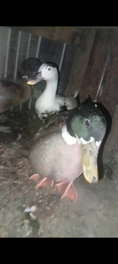 Ducks and dasi murga for sale