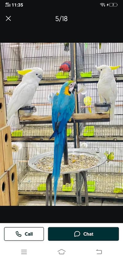 Macaw/ african gray /cocatoo / lori / ringneck / Wtp 03241858868