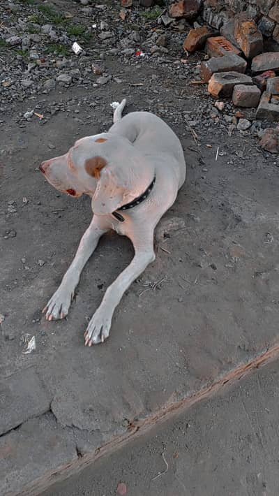 Pointer labra female