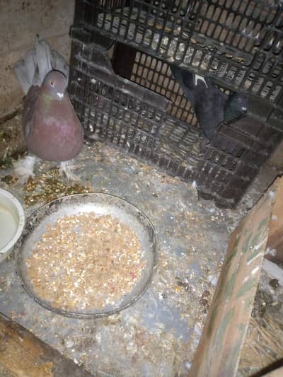 fancy breeder pair for sale