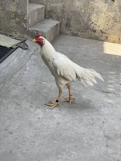 Heera patha chutki per laga hua hai