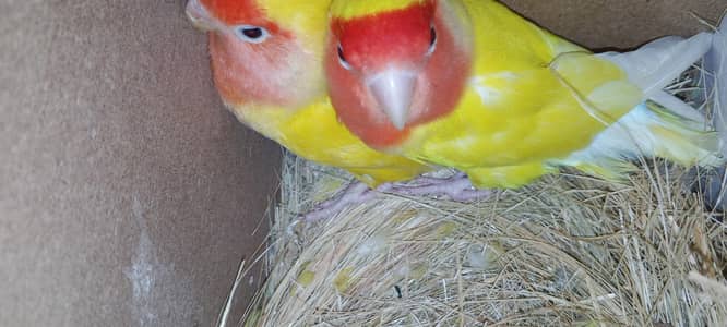 Latino love brid pair