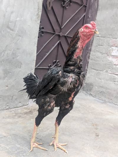 argent sale krne hai bap japani hai or maa Panus pakoya hai