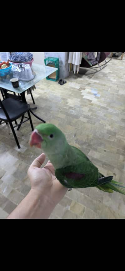 Raw parrot(Alexander parrot) for sale
