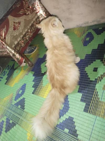 Persian cat beautiful color