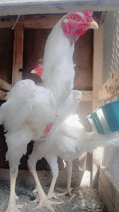 Heera Aseel High Quality Full Paper White