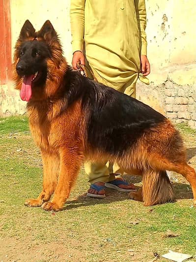 German shepherd long coat female show quality  heavy bon for sale