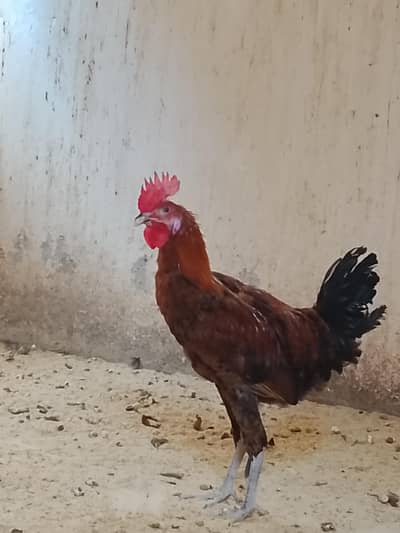 Hens for sale dono male hen