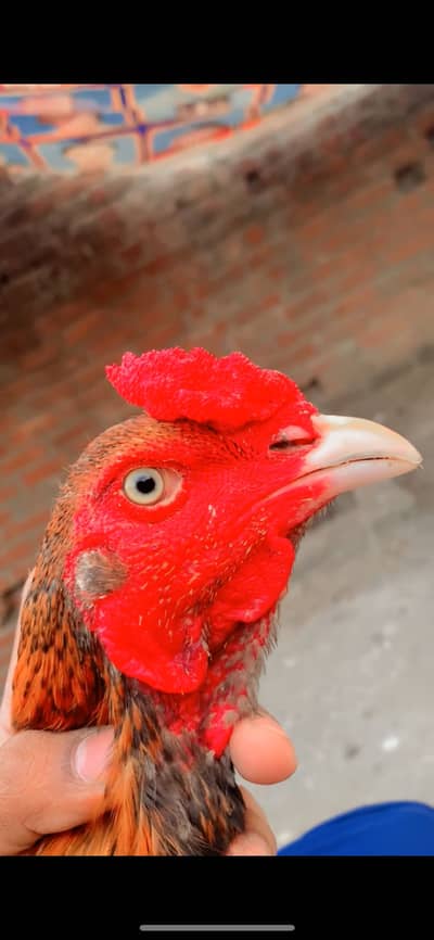 Aseela murga for sale