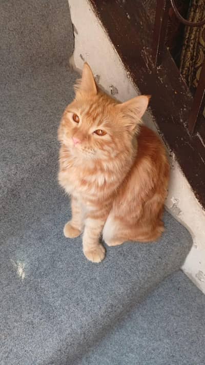 Beautiful Tabby Ginger "sheru"