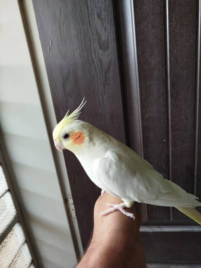 Cockatiel Pair (hand tamed)