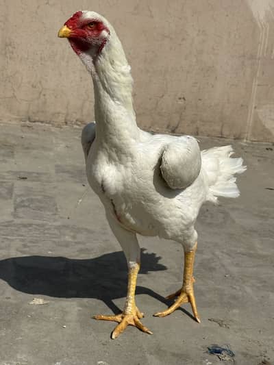 White Shamo Breeder Females