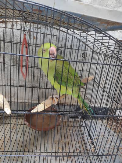 Ringneck For Sale