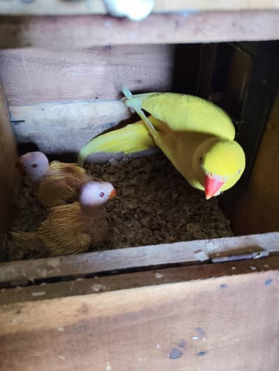 Yellow Chicks For Sale 0320-4592532