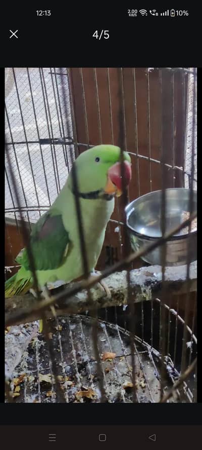 Kashmiri Raw Parrot