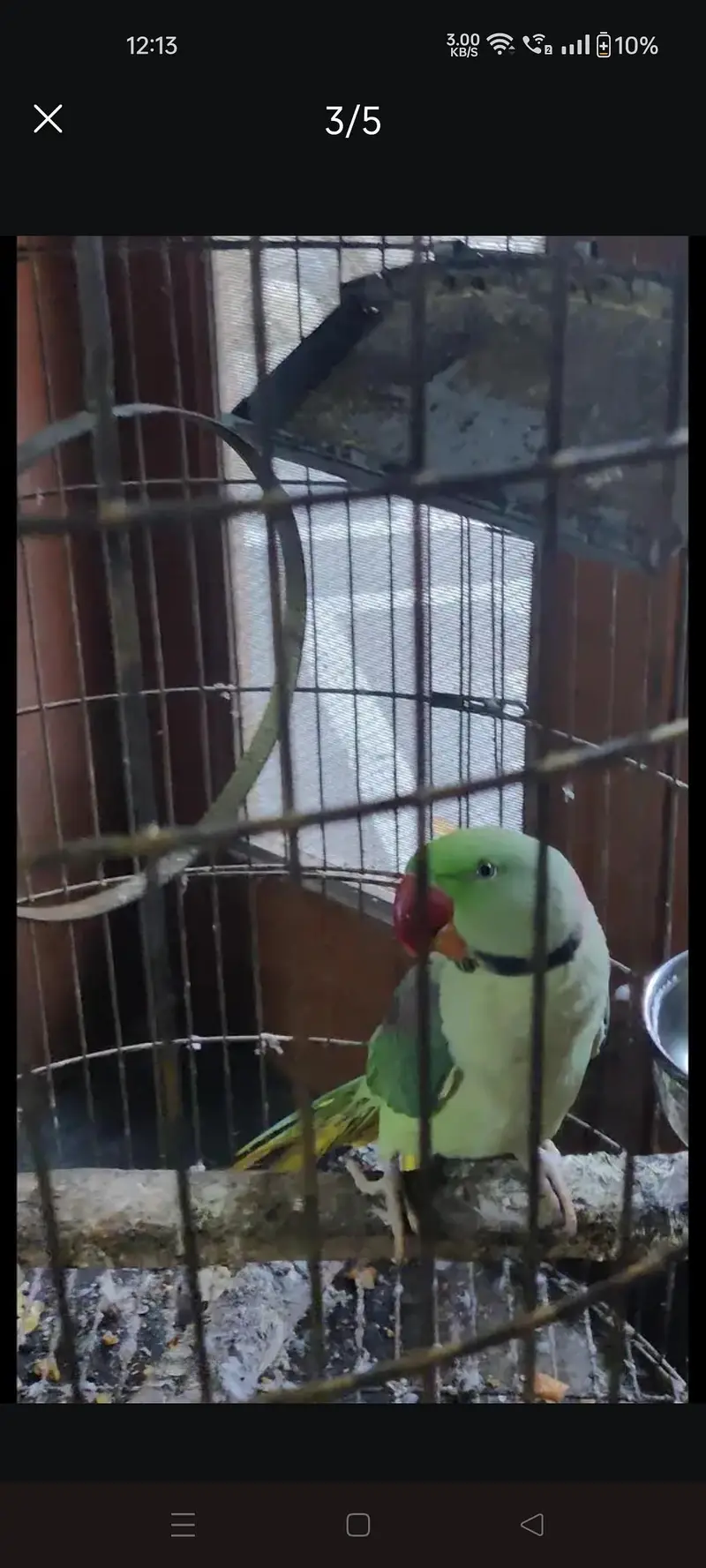 Kashmiri Raw Parrot — photo 2