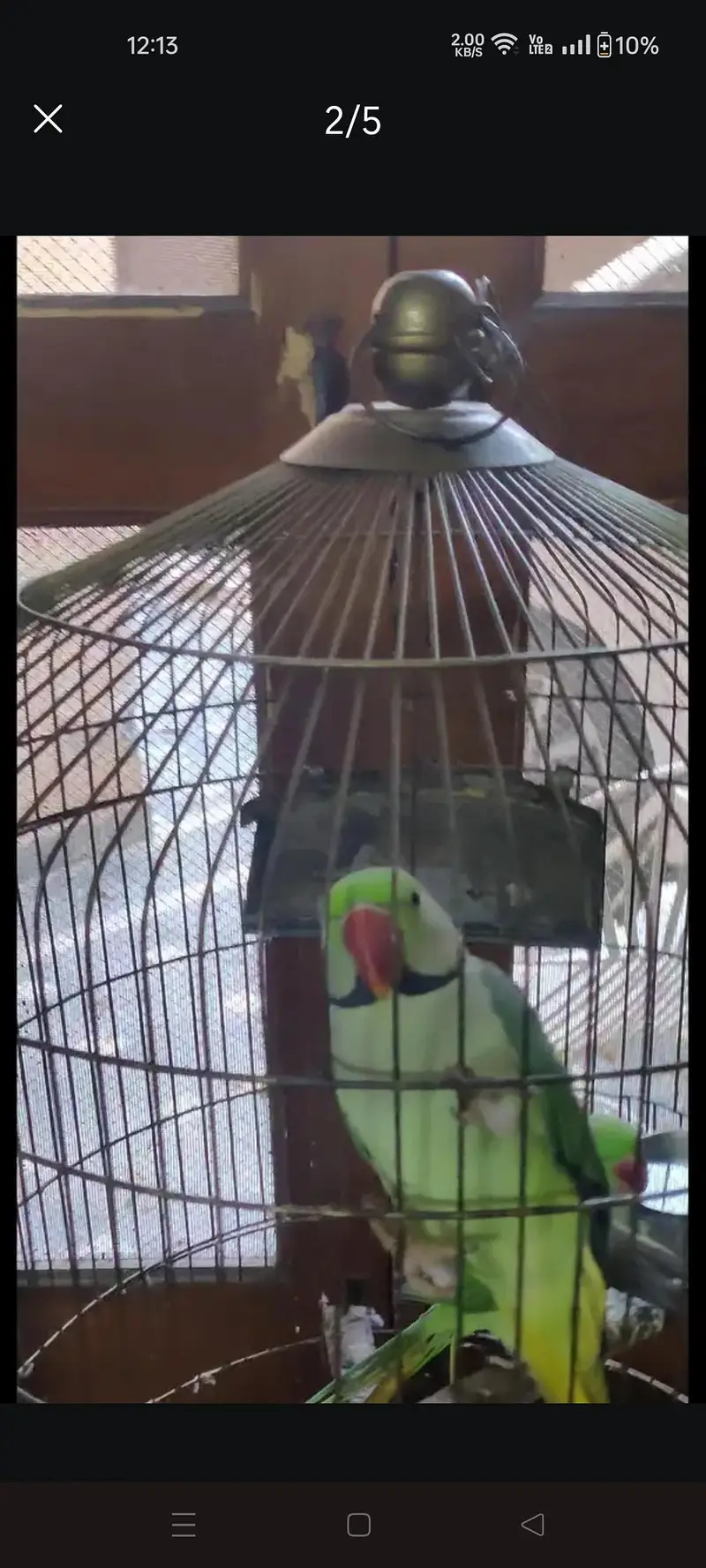 Kashmiri Raw Parrot — photo 3