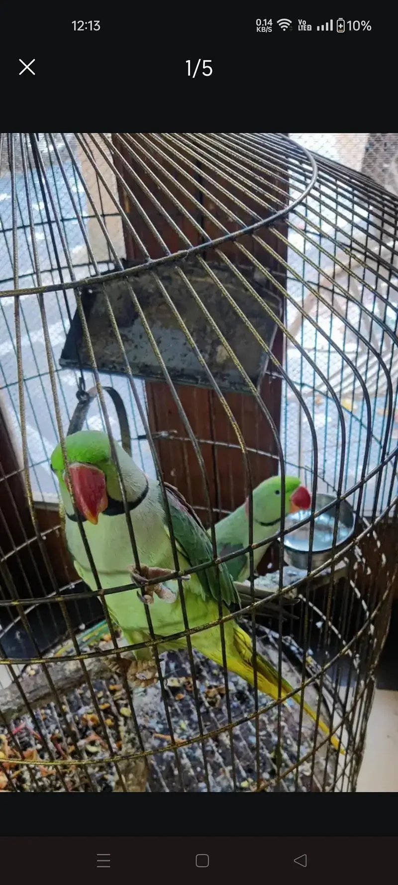 Kashmiri Raw Parrot — photo 4