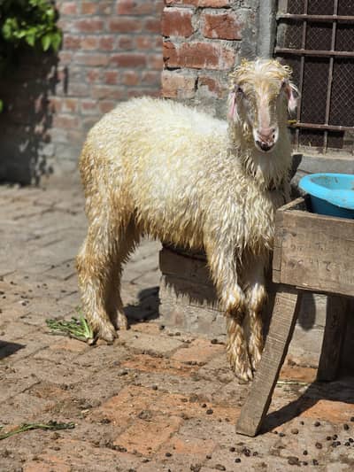 Mundra Bread/ Chatra Bread