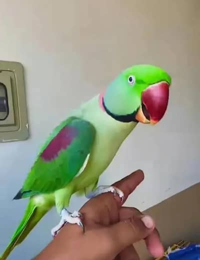 Kashmiri raw parrot for sale only WhatsApp number 03486223569