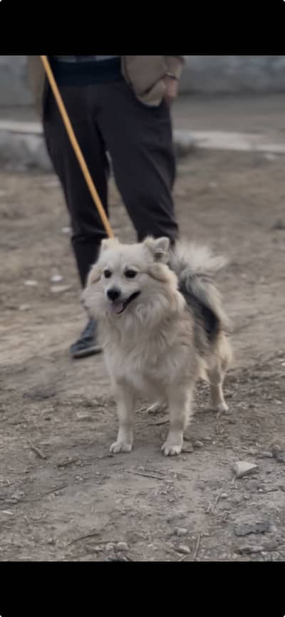 Russian pomeranian pista, dog, for cross