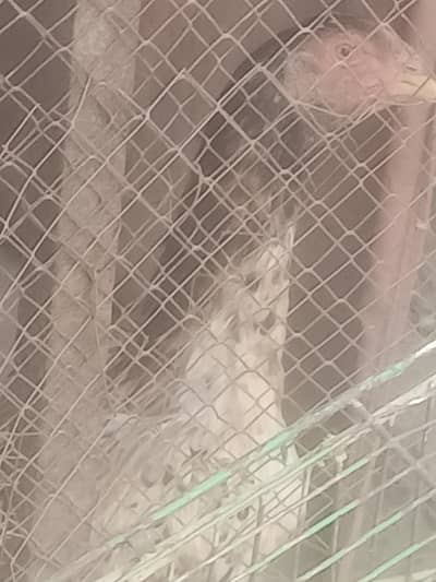 all setup for sale urgent