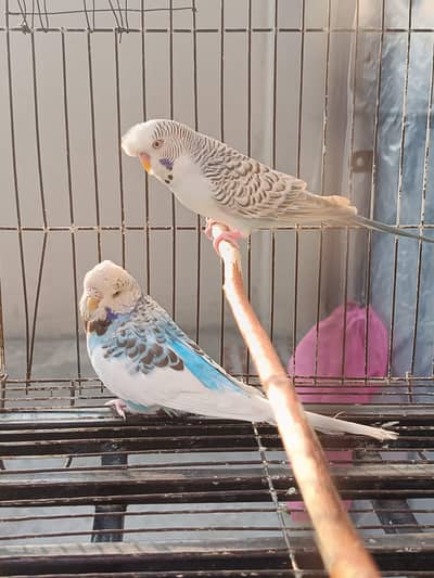 Exhibition Beautiful pair huge size